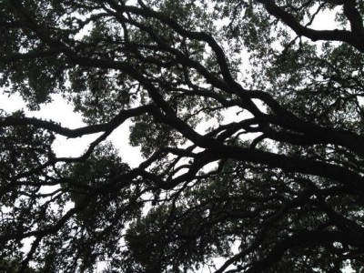 Live Oak